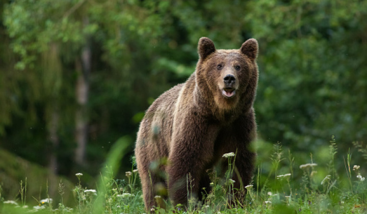 Upozornenie na výskyt medveďa hnedého